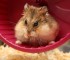 Hamster