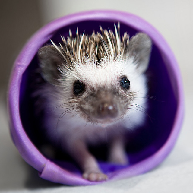 what a cute freakin hedgehog! what a cute freakin hedgehog!